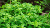 Oregano suszone 500g KRIST